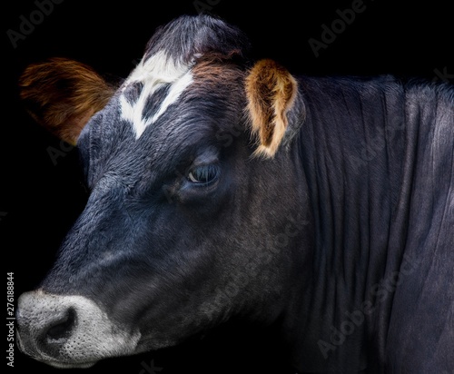A close up photo of a cow