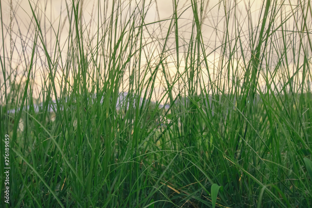 Creative layout made of green Meadow leaves soft. Nature background at phuket thailand Creative layout made of green Meadow leaves soft. Nature background at phuket thailand
