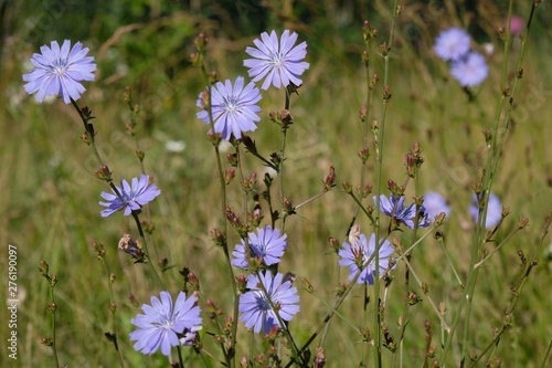 Purple flowers of chicory (Cichorium intybus) on the meadow - medicinal plant