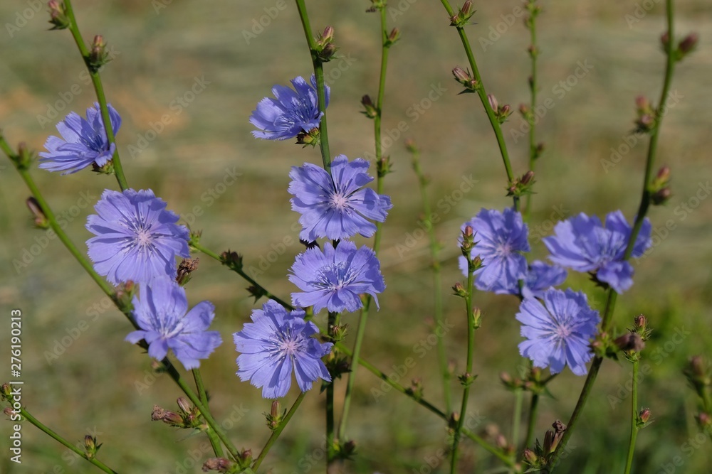 Φωτογραφία Purple flowers of chicory (Cichorium intybus) on the meadow - medicinal plant
