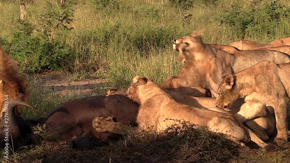 Lion pride at kill during sunset. Greater Kruger South Africa. Panoramic plane shift Lion pride at kill during sunset. Greater Kruger South Africa. Panoramic plane shift