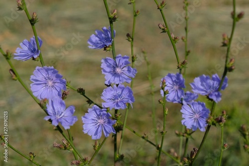 Photos Purple flowers of chicory (Cichorium intybus) on the meadow - medicinal plant