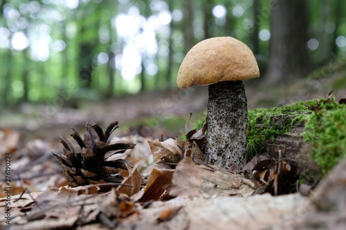 Forest mushrooms - edible mushroom Leccinum versipelle
