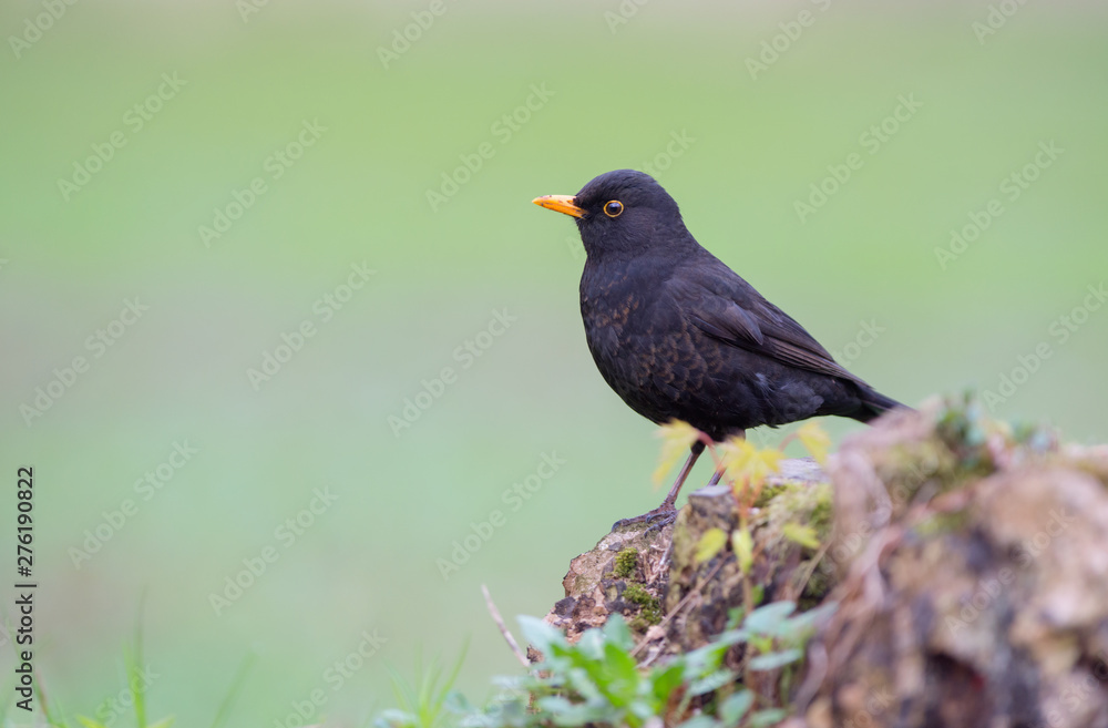 Common Blackbird on green background. Turdus merula Common Blackbird on green background. Turdus merula