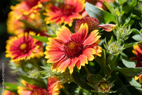 Gaillardia pulchella is a genus of annual and perennial plants of the Asteraceae family