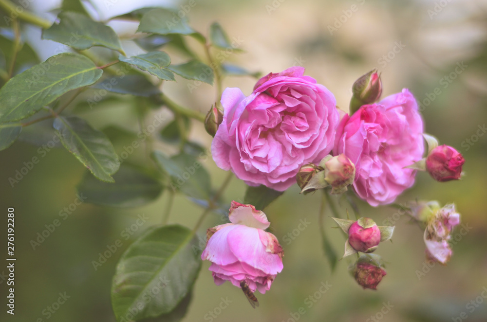 branch of blooming pink roses