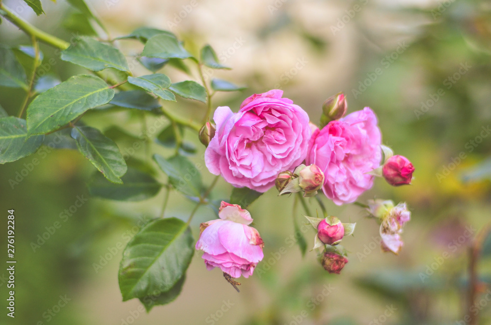 branch of blooming pink roses in the garden branch of blooming pink roses in the garden