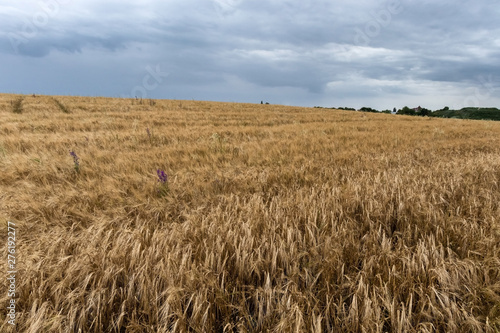 A field of ripe yellow oats under a cloudy sky before the rain.