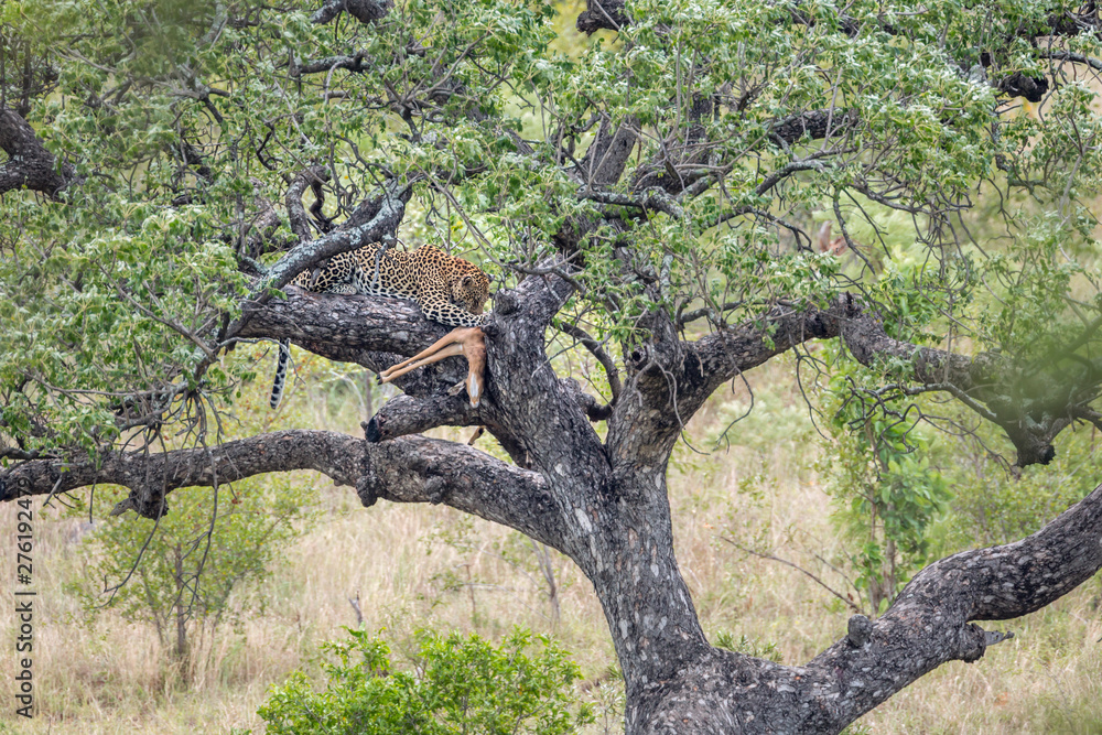 Leopard in Kruger National park, South Africa