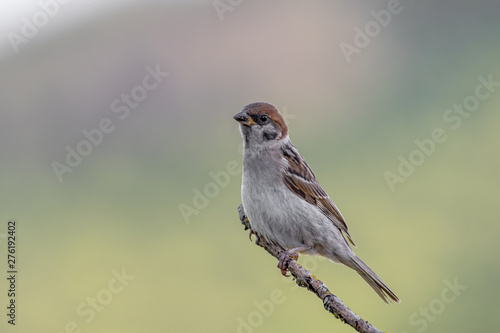 Close up of Eurasian tree sparrow (Passer Montanus)