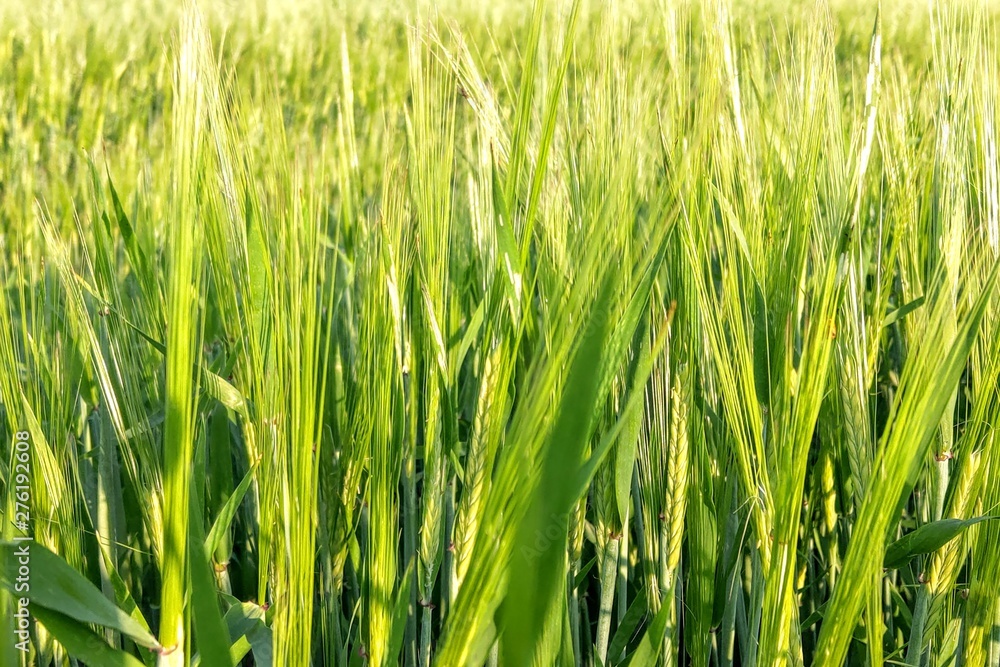 View of a young green field of wheat or barley on a summer clear day, nature background. View of a young green field of wheat or barley on a summer clear day, nature background.