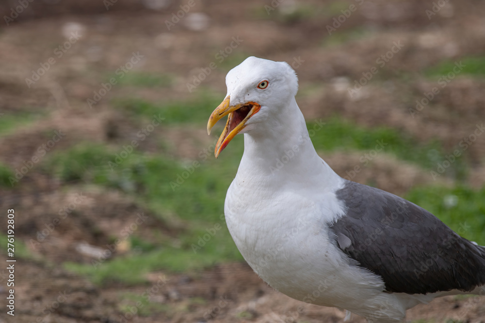 Side view of Lesser black-backed gull (Larus fuscus)