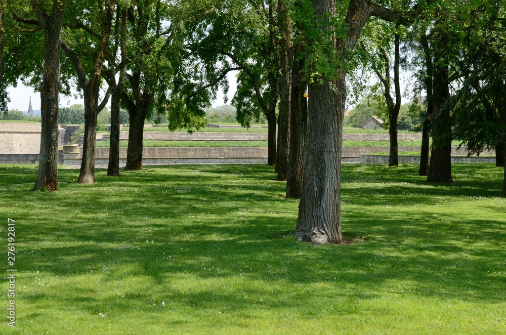 Trees on grass