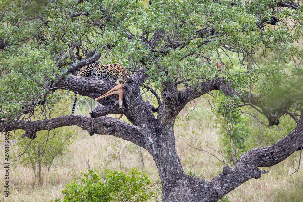 Leopard in Kruger National park, South Africa Leopard in Kruger National park, South Africa