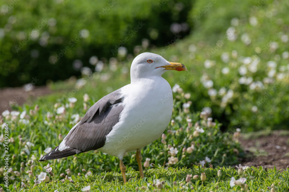 Side view of Lesser black-backed gull (Larus fuscus) Side view of Lesser black-backed gull (Larus fuscus)
