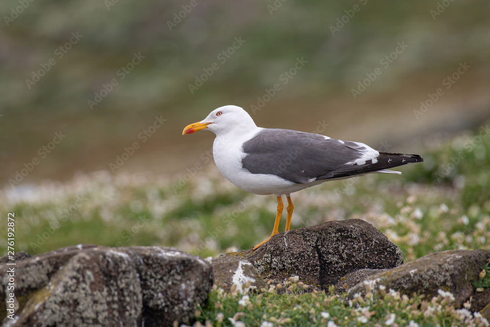 Side view of Lesser black-backed gull (Larus fuscus) Side view of Lesser black-backed gull (Larus fuscus)