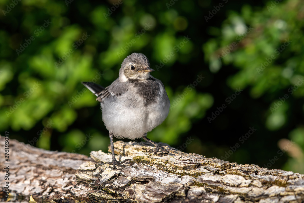 Fototapeta premium Beautiful nature scene with White wagtail (Motacilla alba)