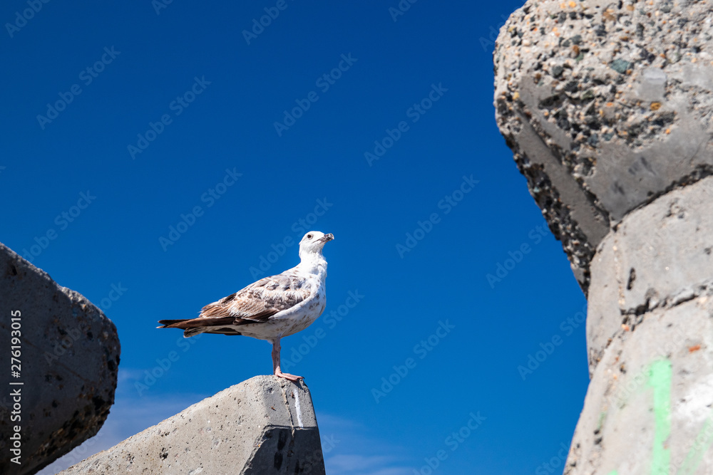 Seagull standing on a stone on shore of black sea Seagull standing on a stone on shore of black sea