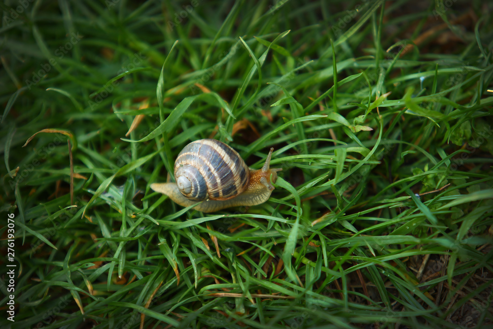 Snail on green grass macro shot Snail on green grass macro shot