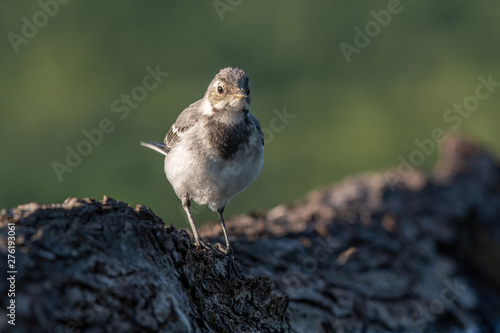 Beautiful nature scene with White wagtail (Motacilla alba)