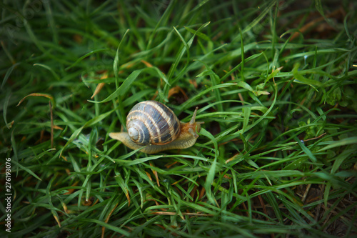 Snail on green grass macro shot