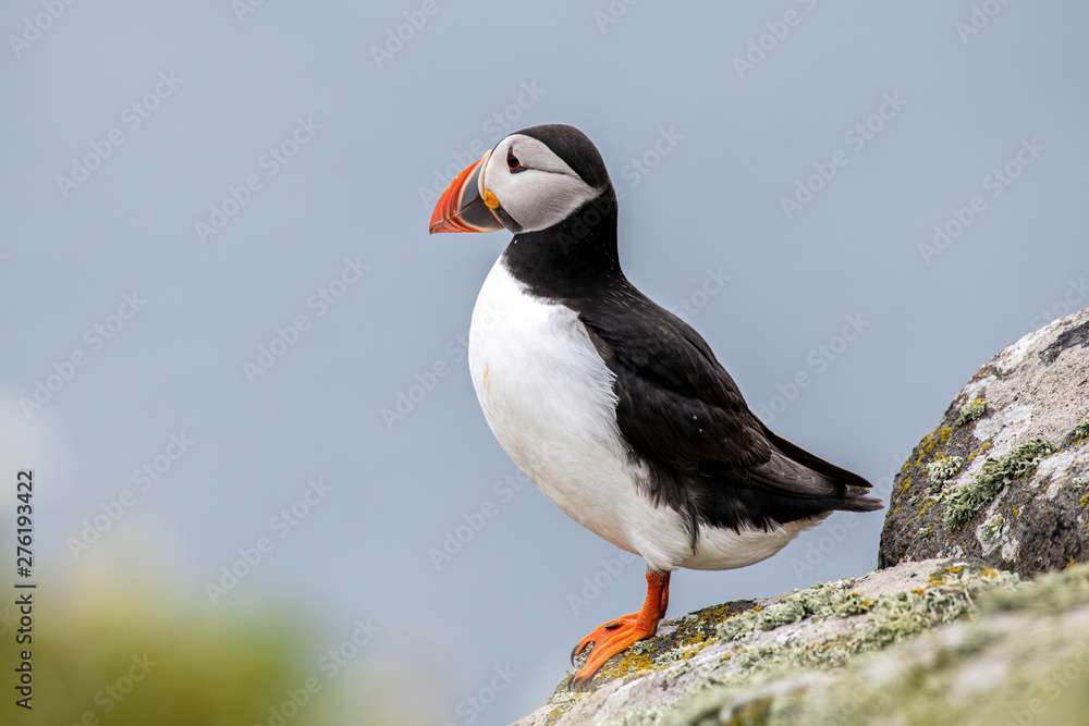 Fototapeta premium Close up of Atlantic Puffin (Fratercula arctica) Wildlife animal