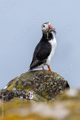 Close up of Atlantic Puffin (Fratercula arctica) Wildlife animal photo