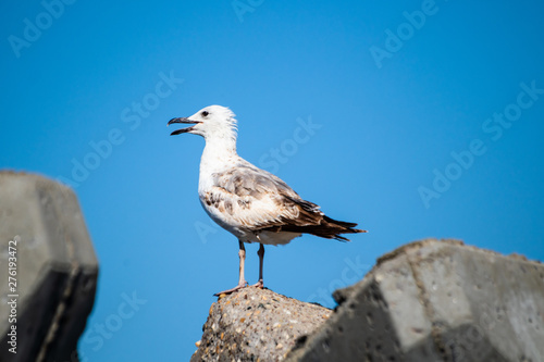 Seagull standing on a stone on shore of black sea