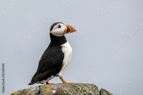 Close up of Atlantic Puffin (Fratercula arctica) Wildlife animal photo