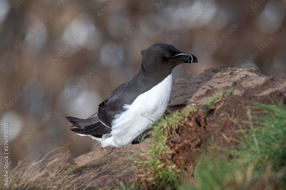 Obraz premium Razorbill (Alca Torda) perched on the rocks in Scotland