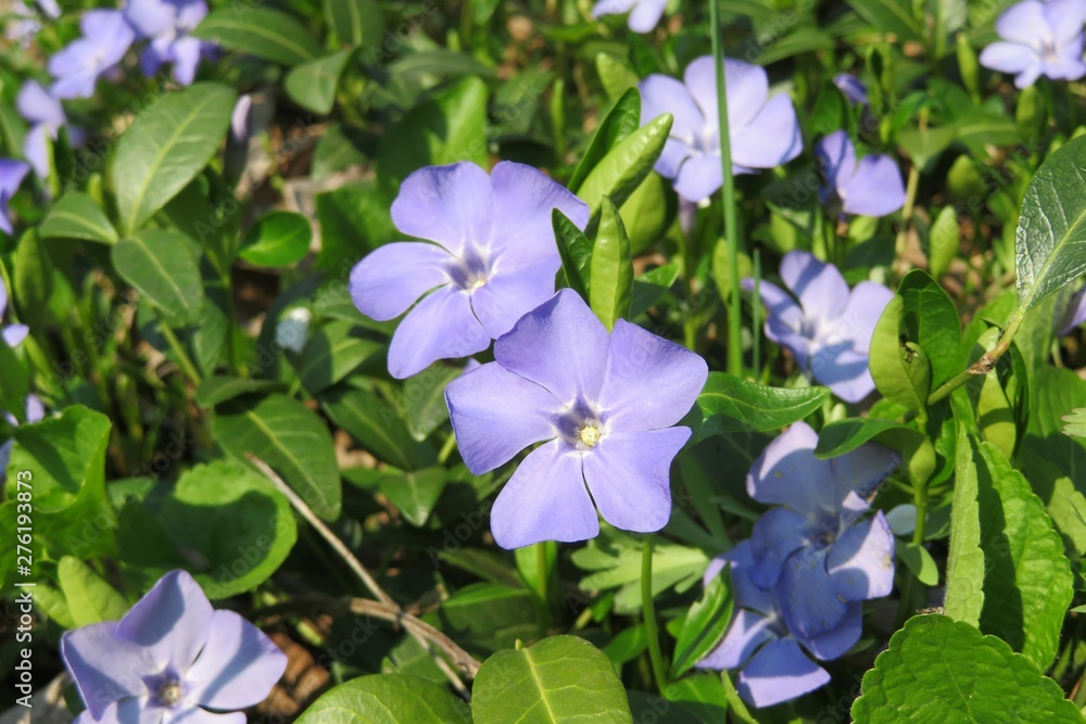 Periwinkle flowers in the garden, closeup Periwinkle flowers in the garden, closeup