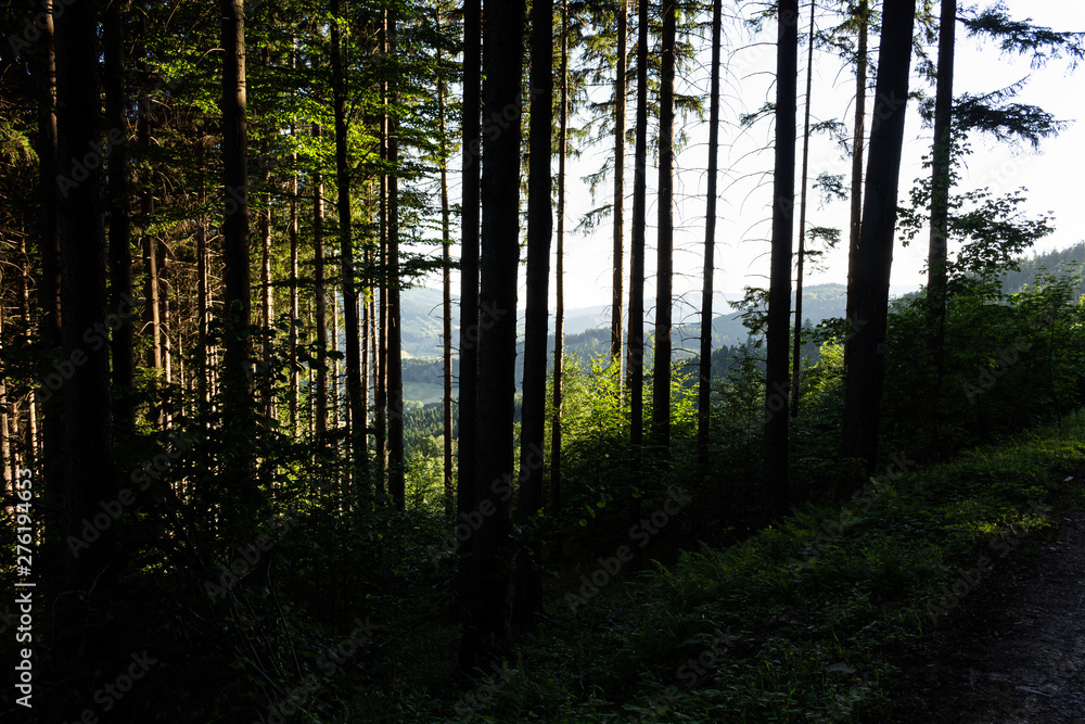Magic dark forest. Autumn forest scenery with rays of warm light. Mistic forest. Magic dark forest. Autumn forest scenery with rays of warm light. Mistic forest.
