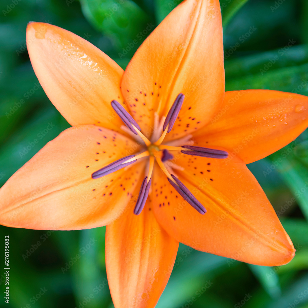 Orange lily with purple stamina centered on green surface