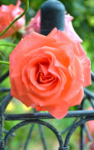 Pink rose on trellis