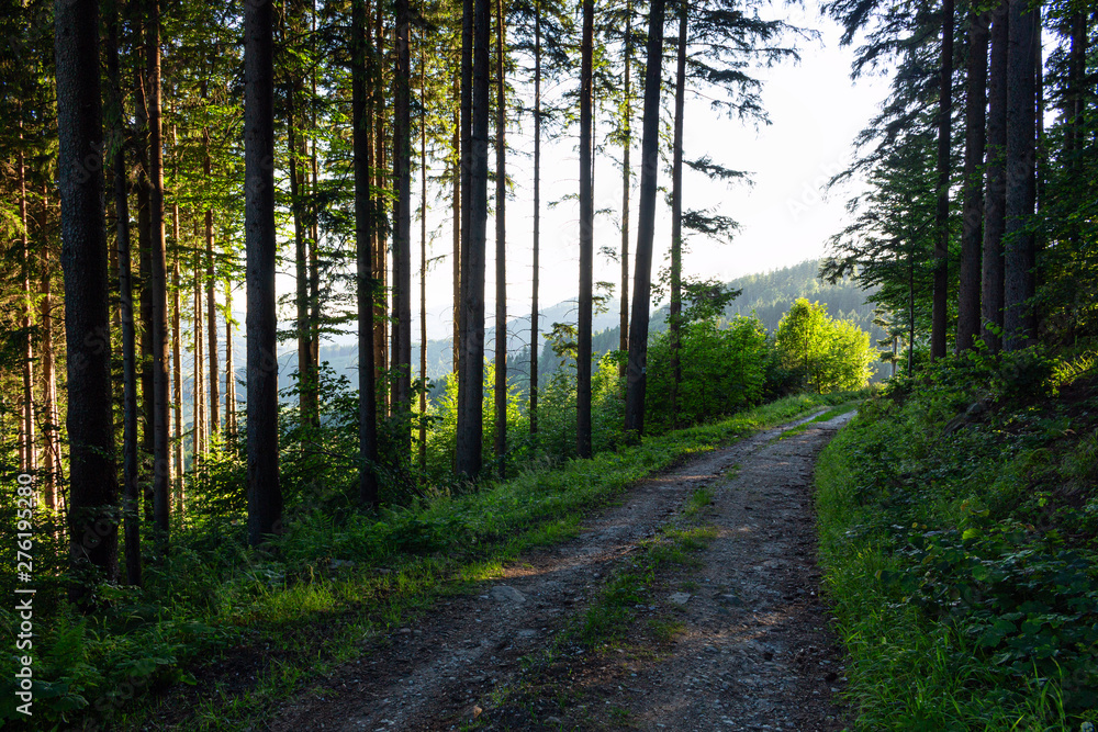 Fototapeta premium Walkway Lane Path With Green Trees in Forest. Beautiful Alley In Park. Pathway Way Through Dark Forest