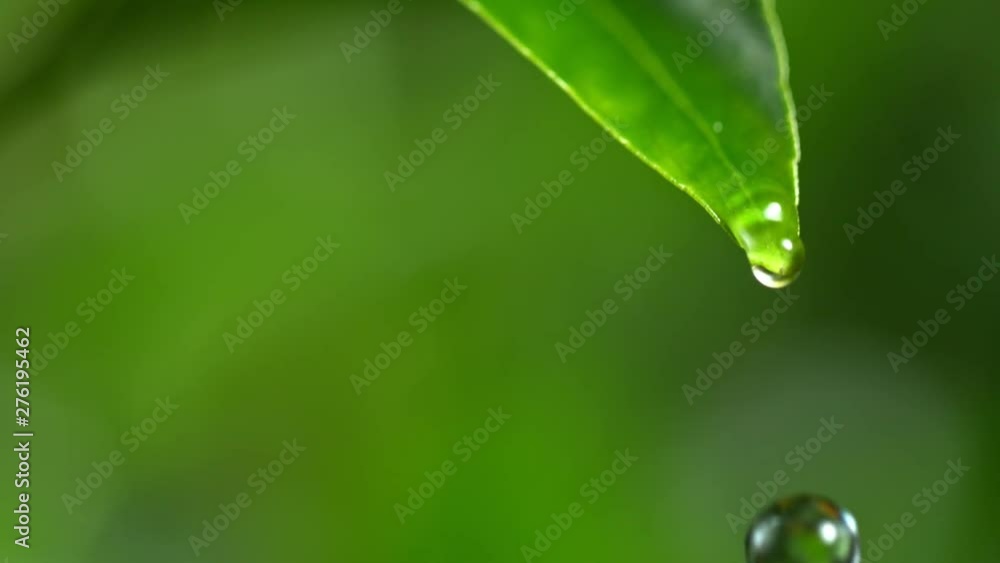 Super Slow Motion Shot of Droplet Falling from Fresh Green Leaf at 1000fps. Super Slow Motion Shot of Droplet Falling from Fresh Green Leaf at 1000fps.