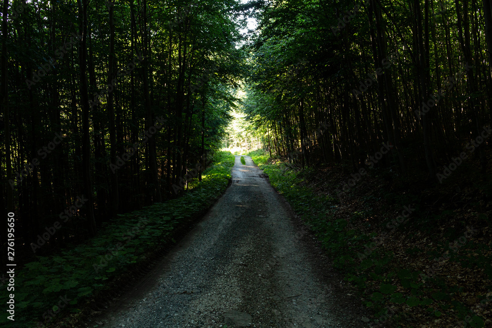 Fototapeta premium Walkway Lane Path With Green Trees in Forest. Beautiful Alley In Park. Pathway Way Through Dark Forest