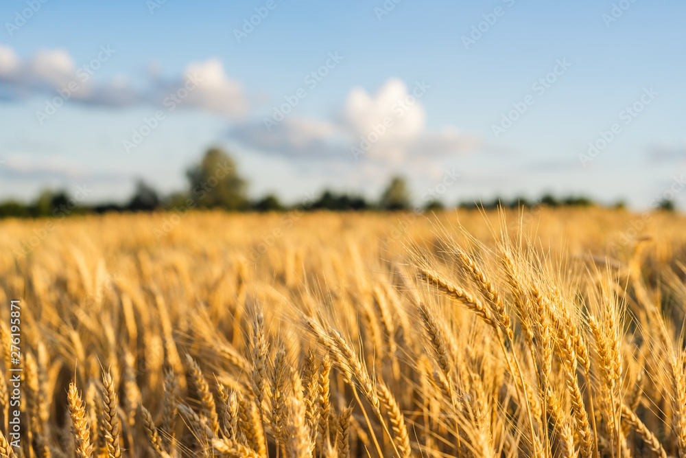Wheat Field Ears Golden Wheat. Rich harvest Concept. - obrazy, fototapety, plakaty 