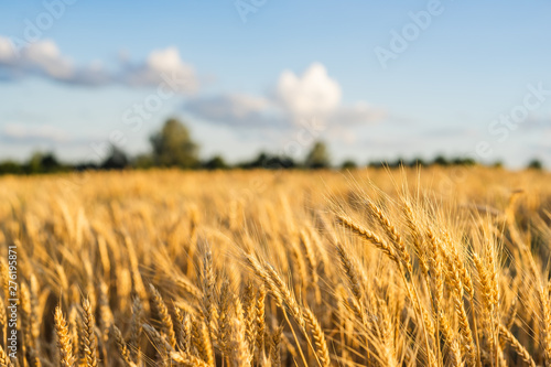 Wheat Field Ears Golden Wheat. Rich harvest Concept.
