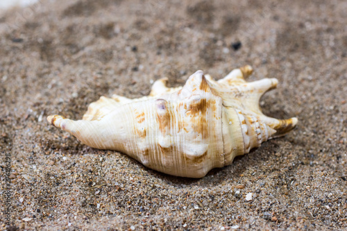 Sea shell in the sand. View from above.