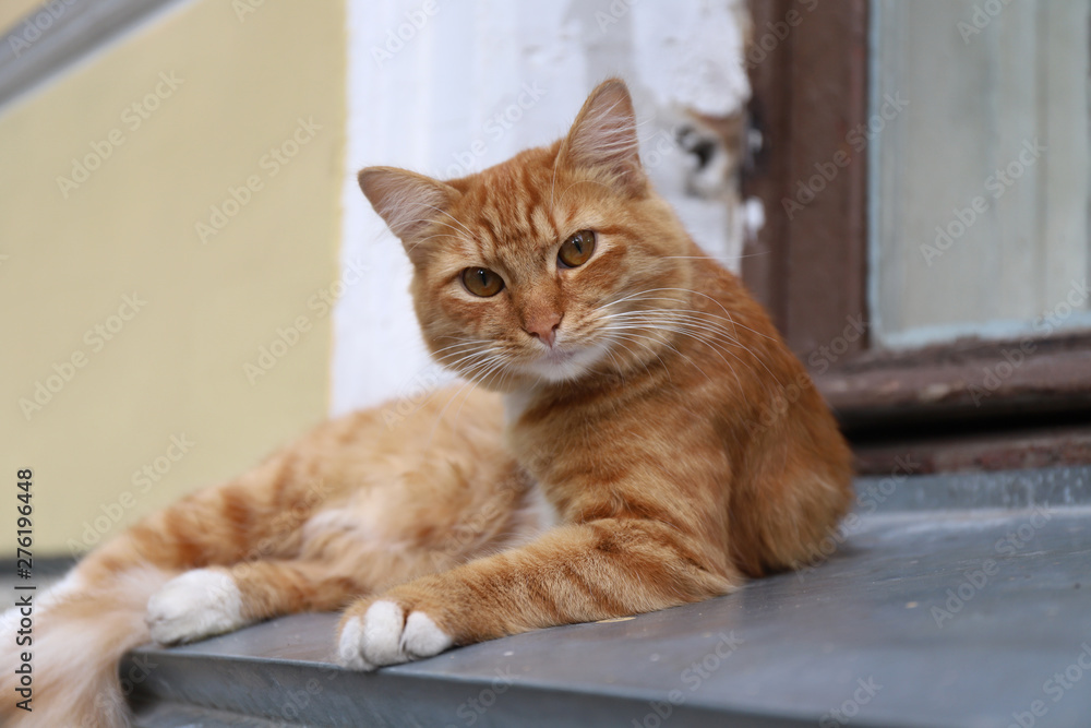 Portrait of an orange or ginger cat sitting on windowsill at the street