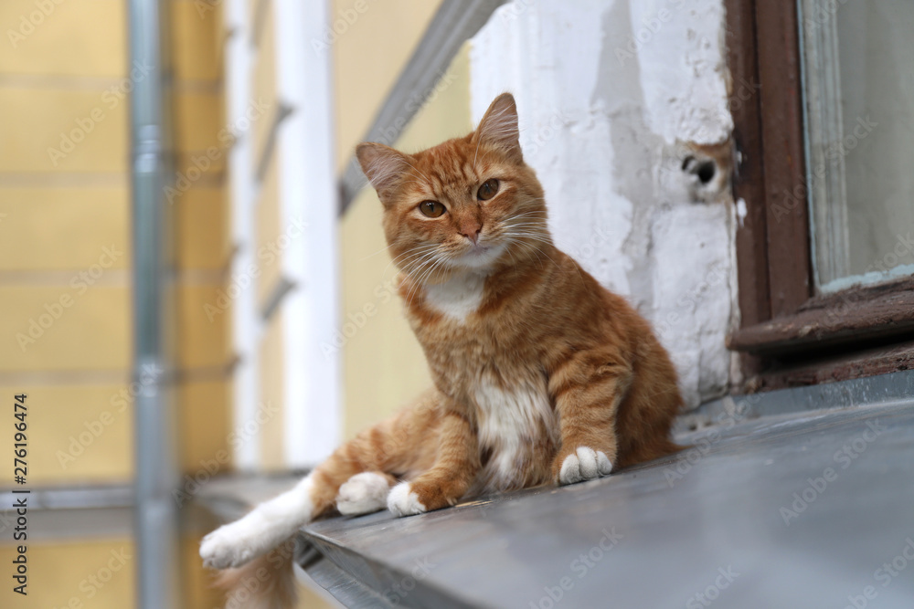 Portrait of an orange or ginger cat sitting on windowsill at the street