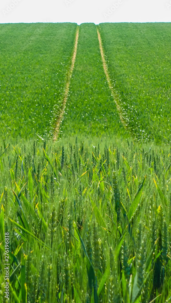 Obraz premium Fahrspuren im grünen Kornfeld