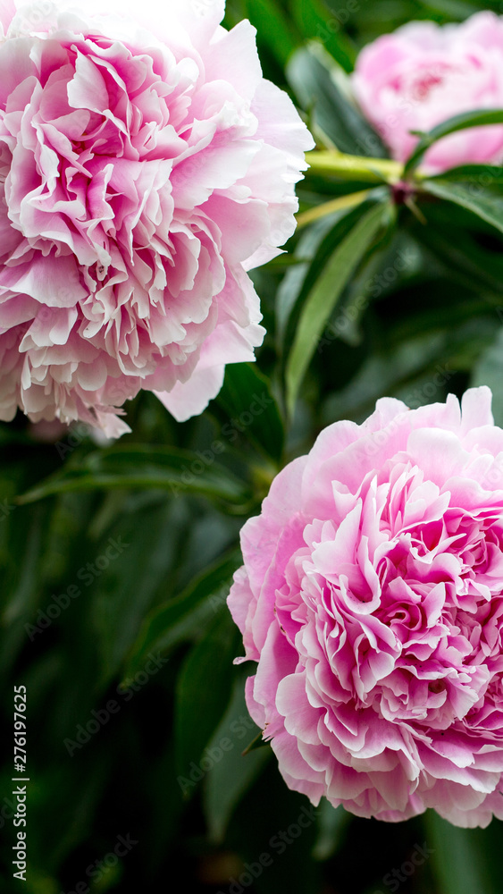Beautiful pink peonies in the green garden. Floral background. 9:16. Vertical size of the picture.