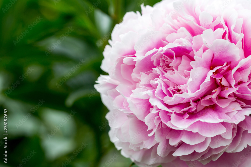 Beautiful pink peonies in the green garden. Floral background copy space. Beautiful pink peonies in the green garden. Floral background copy space.