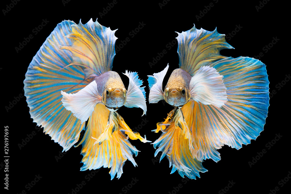 Dumbo hot sale fish betta