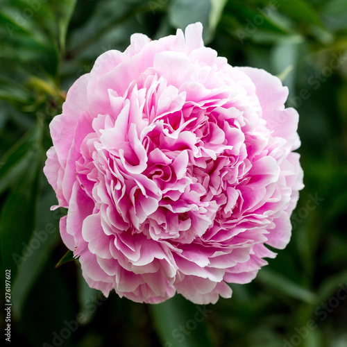 Beautiful pink peonies in the green garden. Floral background. Square size of the picture.