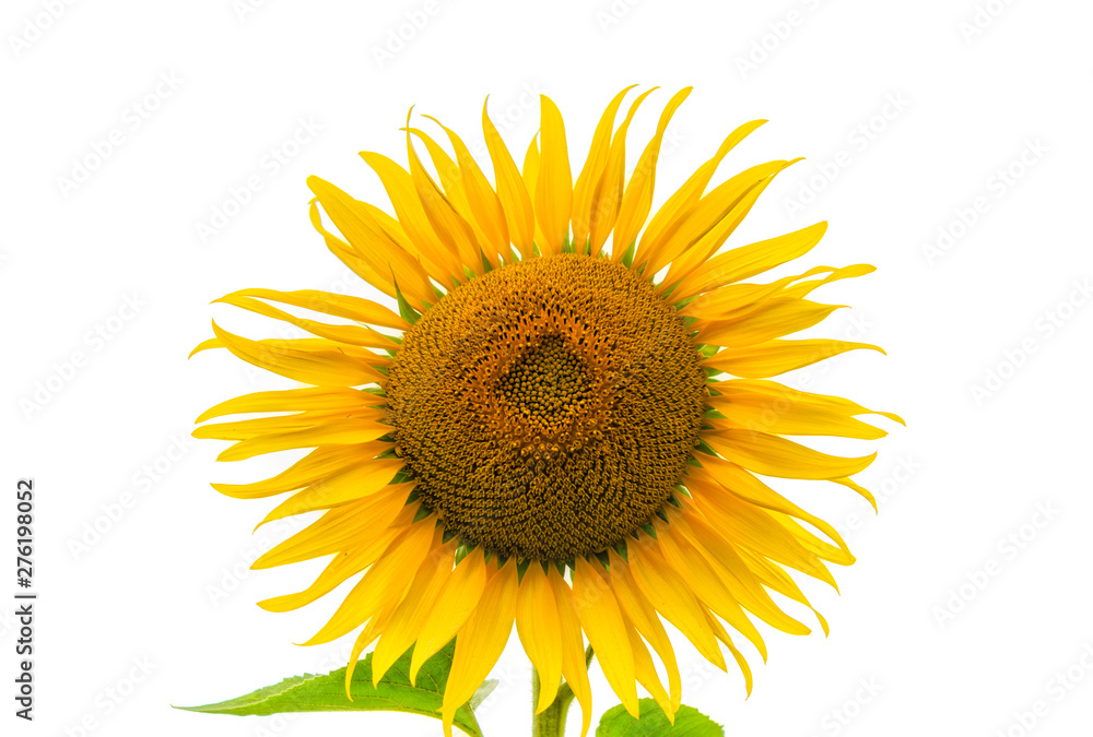 Obraz premium one isolated sunflower on white background close up