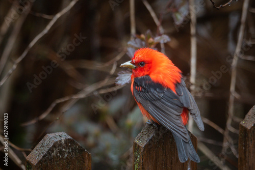 Scarlet Tanager bird perched, soft de-focused background  © DebraAnderson