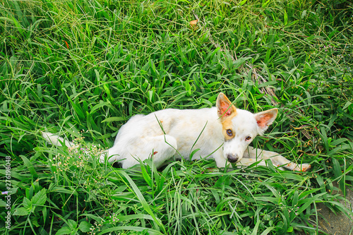 Dog lying in green lawn in front of house in Phuket Thailand